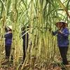 Industria azucarera de Vietnam apunta a restaurar producción de caña