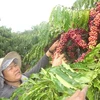 Vietnam y Alemania por impulsar nexos en comercio de café