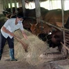 Cría de bovinos de carne trae buen ingreso a provincia vietnamita 