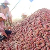 Batatas y nidos de golondrinas vietnamitas se exportan oficialmente a China