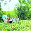 Provincia vietnamita de Thanh Hoa busca desarrollar productos agrícolas