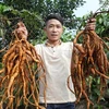 Bac Giang fortalece productos agrícolas típicos y de fortaleza