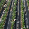 Hanoi promueve producción agrícola de alta tecnología