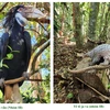 Liberan en bosques naturales 14 especies raras de vida silvestre 