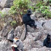 Descubren especies de primates raros en provincia vietnamita