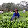 Té aromatizado B'lao de provincia vietnamita de Lam Dong