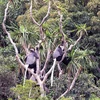  Reserva de biosfera Nui Chua, destino atractivo en la provincia de Ninh Thuan