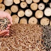 Exportación de pellets de madera de Vietnam, futuro y retos