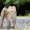 Libren al hábitat natural a tres macacos de cola de cerdo en provincia vietnamita
