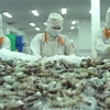 Provincia deltaica de Vietnam por ganar mil millones de dólares por exportaciones de camarones