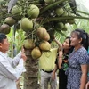 Vietnam por lograr mil millones de dólares en exportaciones de productos de coco 