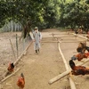 Ciudad Ho Chi Minh activa sistema de respuesta a la gripe aviar H5N1