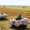 Vietnam por desarrollar cultivo de arroz asociado con crecimiento verde