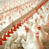 Vendedores domésticos de aves se enfrentan a dura competencia del pollo importado