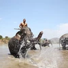 Festival de elefantes presenta singularidad cultural de provincia vietnamita