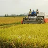 Noruega financia a Vietnam para desarrollar arroz adaptable al cambio climático