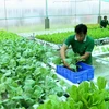 Localidades vietnamitas en Delta del Mekong por desarrollar agricultura orgánica 