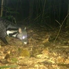 Especies raras de civeta descubiertas en una reserva natural central