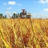 Recopilan opiniones sobre proyecto de cultivo de arroz de alta calidad en Delta del Mekong