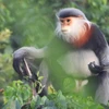  Vietnam se esfuerza por protección de manadas de primates en peligro de extinción