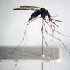 Vietnam se esfuerza por eliminar malaria para 2030