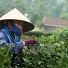 Valor de exportaciones de té de Vietnam a China se dispara