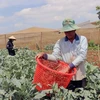 Provincia vietnamita de Lam Dong busca expandir agricultura orgánica