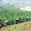 Plantan 38,7 mil nuevas hectáreas de bosques en Vietnam