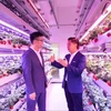 Singapur aplica alta tecnología en el cultivo de fresas en Malasia y Tailandia