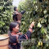 Debaten en Vietnam medidas de comercio agrícola sin causar deforestación