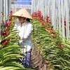 Ciudad Ho Chi Minh mejora capacidad de producción de flores y plantas ornamentales para exportación