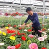 Fondo de Promoción Agrícola de Hanoi ayuda a agricultores a expandir producción
