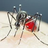 Tailandia abre centro de operaciones de emergencia por aumento de casos de dengue