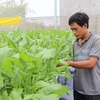 Ninh Thuan de Vietnam amplía producción agrícola de alta tecnología 