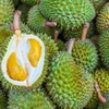 Exportaciones de durián y coco vietnamitas podrían aumentar este año