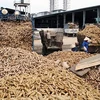 La sequía afecta producción de yuca de Tailandia