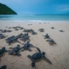 Nueva película vietnamita llama a proteger tortugas marinas