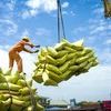 Diversifican mercado de exportación para el arroz vietnamita