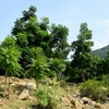 Provincia vietnamita de Ninh Thuan busca agilizar repoblación forestal