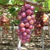 Localidad vietnamita se empeña en desarrollar nuevas variedades de uva