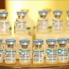 Exportará Vietnam dos millones dosis de vacuna contra la peste porcina africana 