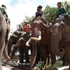 Celebran en provincia vietnamita Día Internacional del Elefante