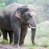 Provincia de Vietnam conserva elefantes salvajes para coexistencia armoniosa