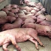 Peste porcina africana apareció en el este de Myanmar