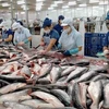 EE.UU. evalúa positivamente sobre seguridad alimentaria de pangasius vietnamita