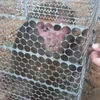 Liberan en Vietnam a naturaleza un ejemplar de especie rara de primate