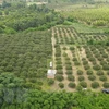 Provincia vietnamita busca aumentar presencia de productos agrícolas en mercado extranjero