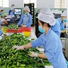 Vietnam necesita impulsar transformación verde para exportación sostenible, según expertos