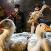Campuchia reporta tercera muerte relacionada con H5N1