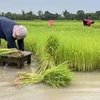 Tailandia tiene suficiente agua para producir segunda cosecha de arroz